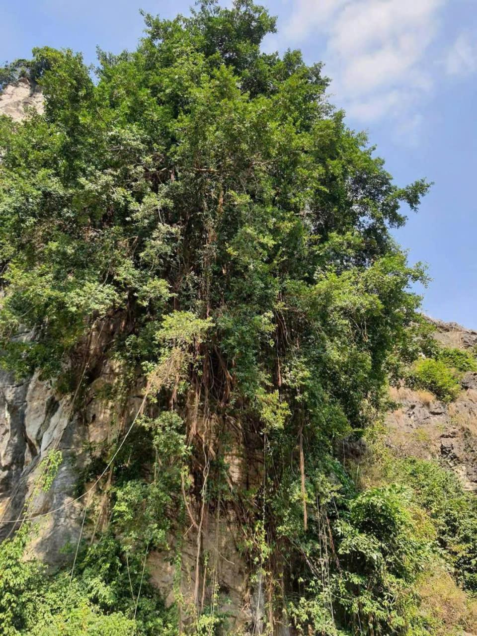 Trang An Hana Homestay Nguyen Ngoai Екстер'єр фото